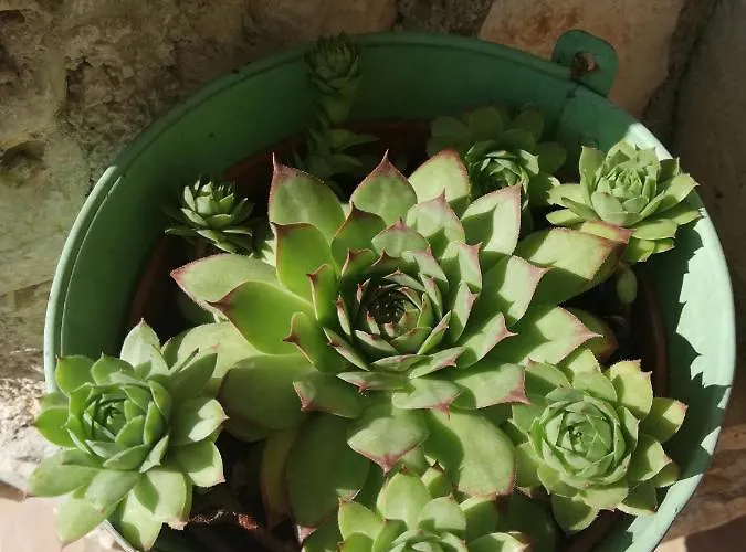 Casa Valeluna Βίλα Ρόβινι